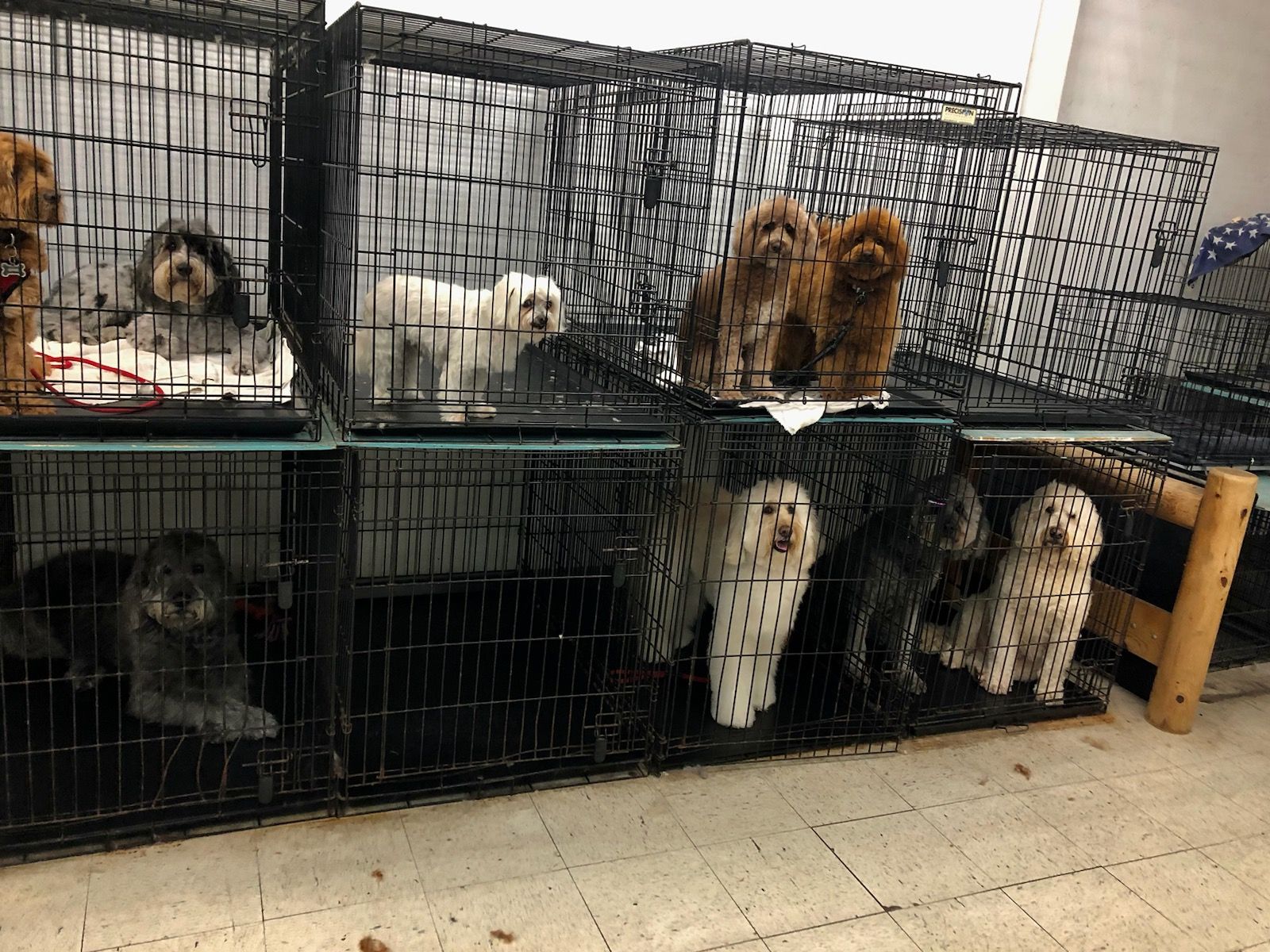 Lucky Dog Grooming – Simply the Best
