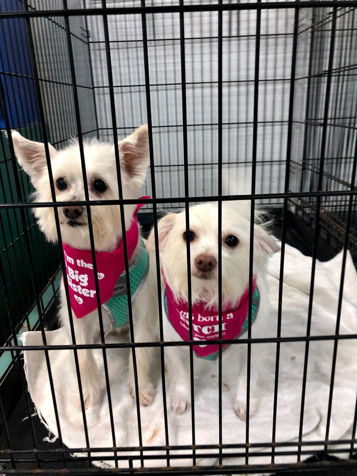 Picture of Lucky Dog Grooming – Simply the Best